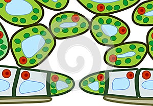 Section view of stomate and plant leaf structure.
